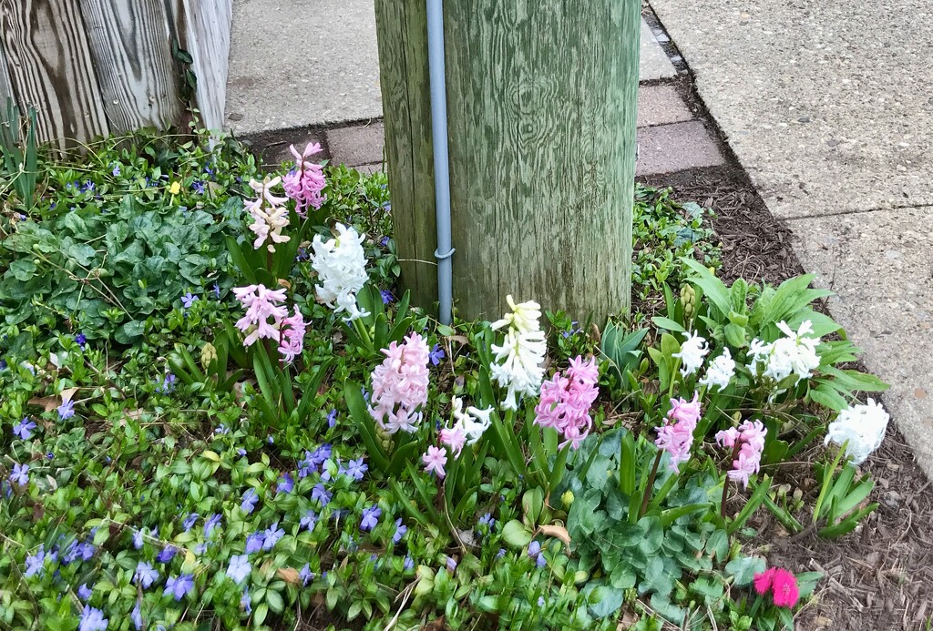 Spring is Springing by allie912
