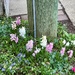 Spring is Springing
