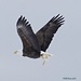 Eagle's Catch