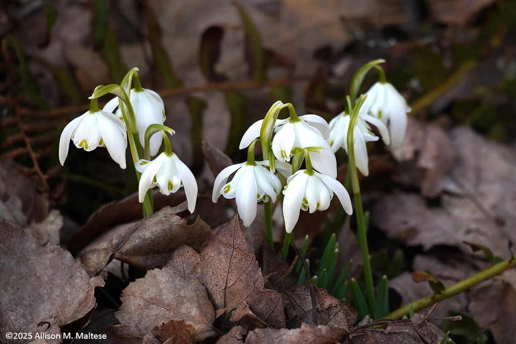 First Snowdrops by falcon11