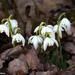 First Snowdrops