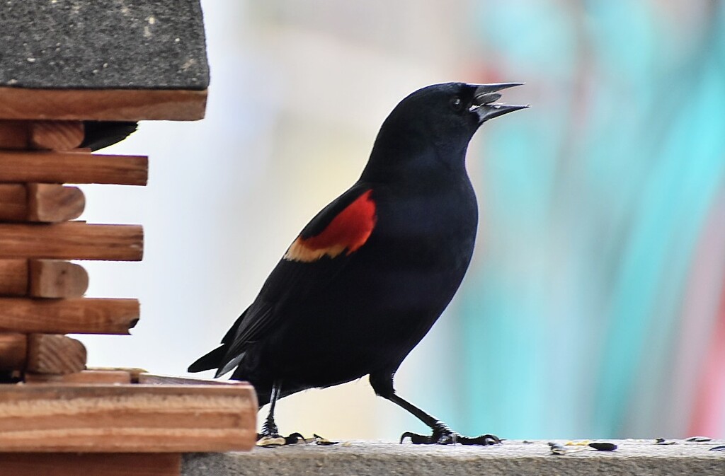 Red-Winged Blackbird by bjywamer