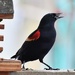 Red-Winged Blackbird