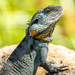 Water dragon