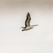 Soaring High