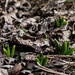Hyacinths_