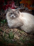 15th Mar 2025 - Neighborhood Cat