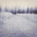 Trippy Trail