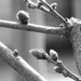 Wisteria popping out...
