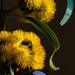 Illyarrie Flowers