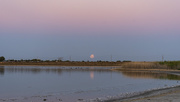 10th Mar 2025 - Pretty in Pink
