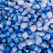 Hydrangea P1265365 