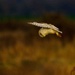 Barn Owl