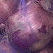 Purple Onions