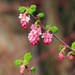 Pre-Spring Blooms by seattlite