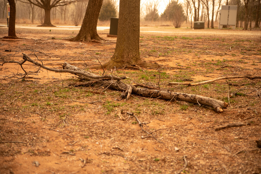 Extreme High Winds at the Park by cscarr97