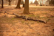 14th Mar 2025 - Extreme High Winds at the Park