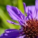 Rainbow 15 (purple)