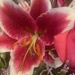 lily bouquet