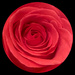 red rose circle