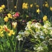 Spring Flowers