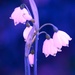 Snowflake purple~~~~~