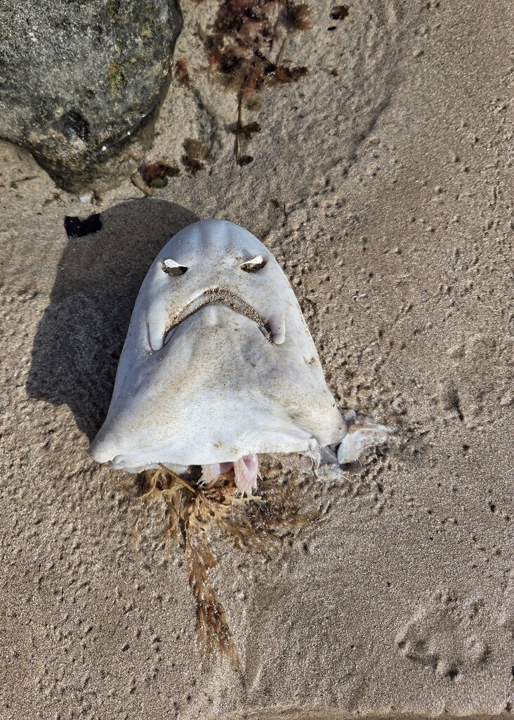 What caused such a sad face?  by salza