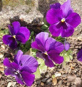 13th Mar 2025 - Rainbow month purple 2