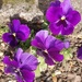 Rainbow month purple 2