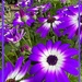 Purple 2