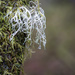 A closer look at lichen