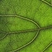 Nature is aMAZEing by stimuloog