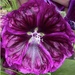Rainbow Saturday, purple 