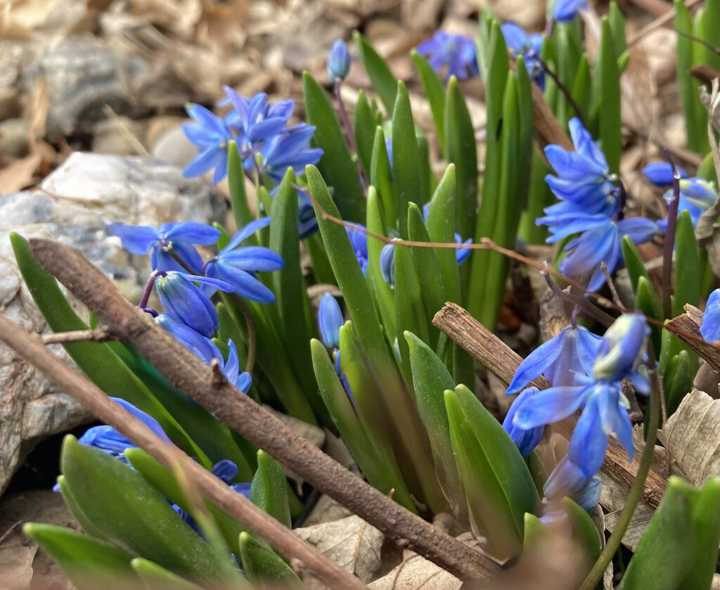 Siberian squill by illinilass