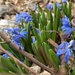 Siberian squill