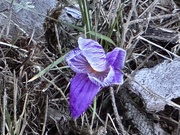 15th Mar 2025 - Purple