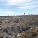 Goose Pond is acres and acres of wetlands