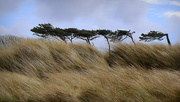 14th Mar 2025 - which way does the wind blow, siloth (14th march 2022)