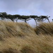 which way does the wind blow, siloth (14th march 2022)