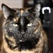 Whiskers
