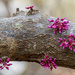 Redbud Blooms 
