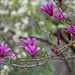 Tulip Magnolia