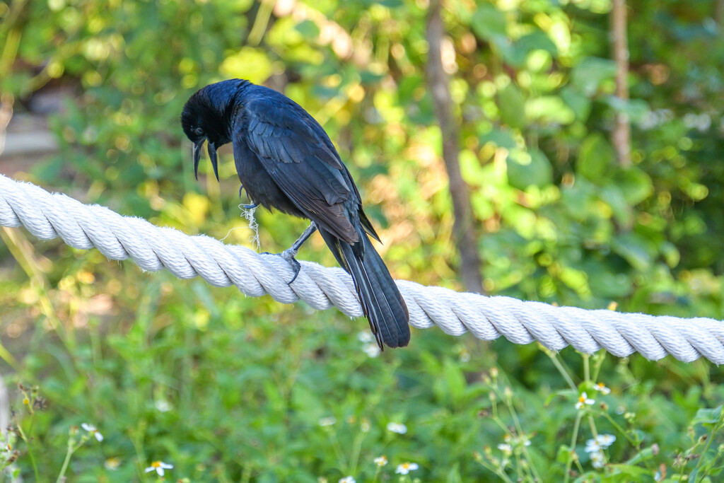 Blackbird by danette