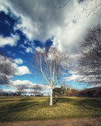 15th Mar 2025 - Paint birch