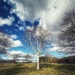 Paint birch