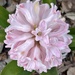 Pretty in Pink by calm