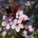 Cherry Blossom by dragey74