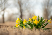 15th Mar 2025 - Daffodils 