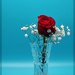 Red Rose and Baby's Breath