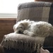 Bailey Resting   by dailypix